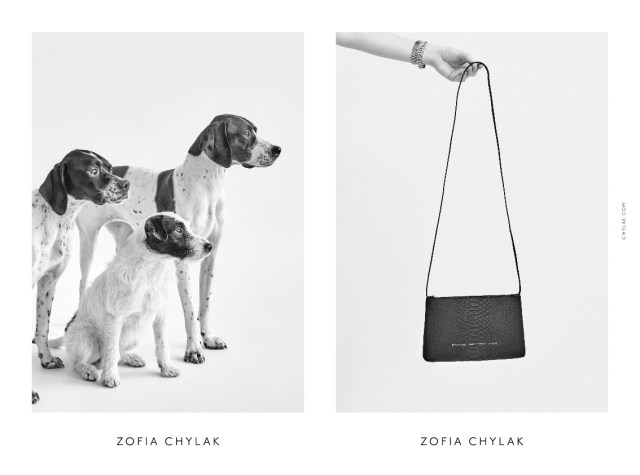 chylak-dogs-2016-press-04