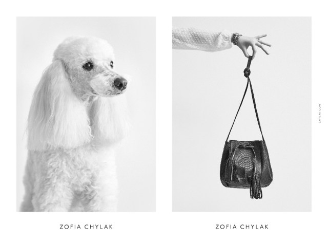 chylak-dogs-2016-press-08