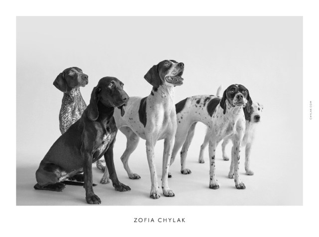 chylak-dogs-2016-press-09
