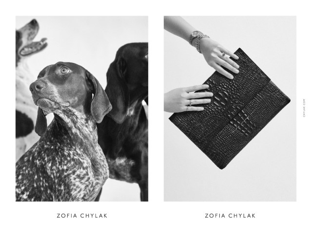 chylak-dogs-2016-press-12