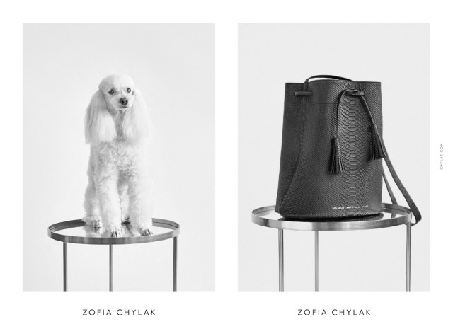 chylak-dogs-2016-press-13