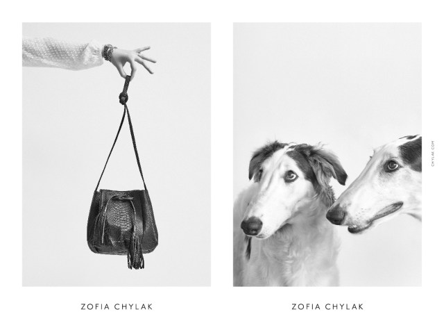 chylak-dogs-2016-press-14