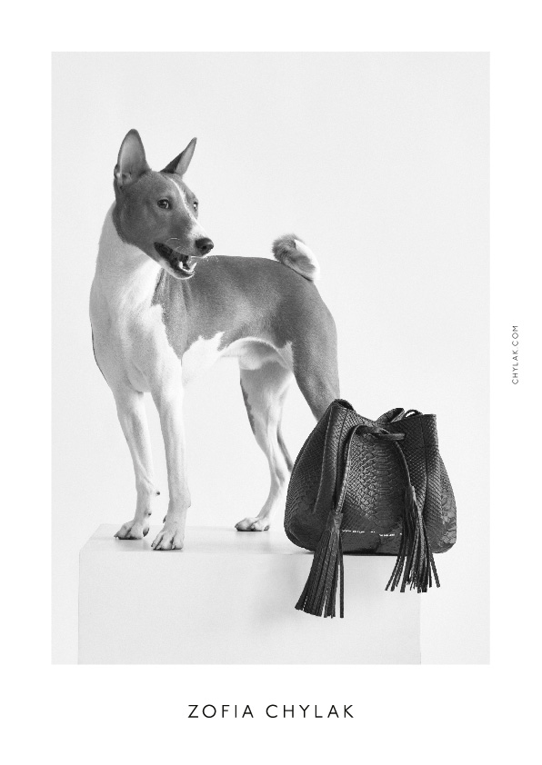 chylak-dogs-2016-press-16